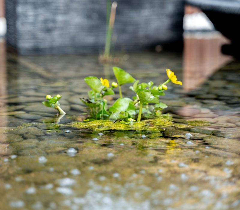 jardin_petit_uccle_21